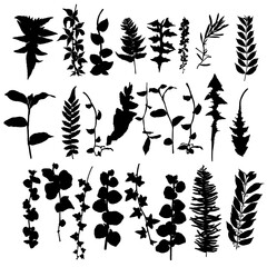 Leaf vine silhouette collection, foliage set. Domestic spring leaves branches, botanical illustration of hand drawing elements made of real live, forest and home plants. Vector.