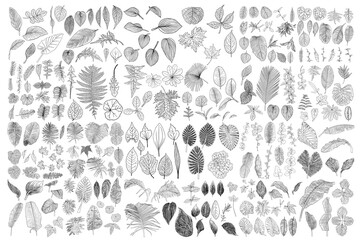 Tropical leaves collection. Isolated fern elements on white background. Set of jungle forest and domestic home leaf, exotic eucalyptus foliage, natural real live palm leaves, herbs drawing. Vector. - 376718766