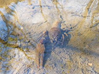 Flusskrebs im Wasser