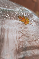 Autumn leaf and rain drops on a transparent umbrella. Raindrops are visible on the umbrella