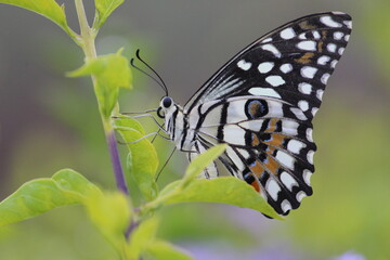 butterfly on leaf