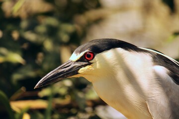 grey crowned night heron