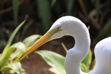 Animais da fauna Brasileira 
