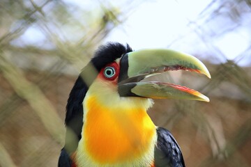 Animais da fauna Brasileira 