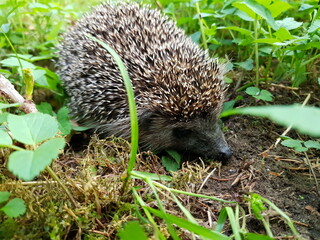 Ein Igel