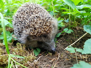 Niedlicher Igel im Garten