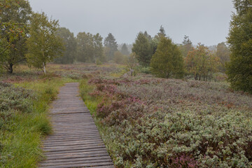 Holzsteg in nebeliger Landschaft.