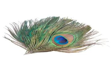 Fotobehang Elegant colorful peacock bird feather isolated on the white © Liza