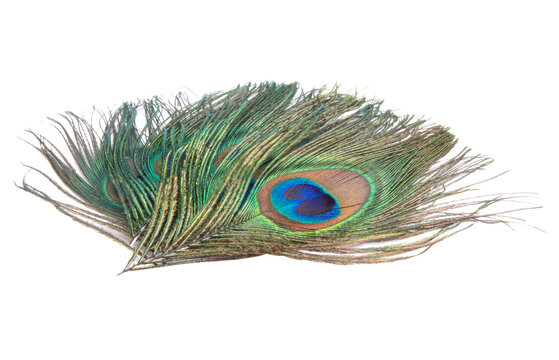 Elegant colorful peacock bird feather isolated on the white