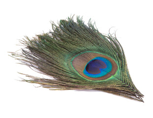 Elegant colorful peacock bird feather isolated on the white