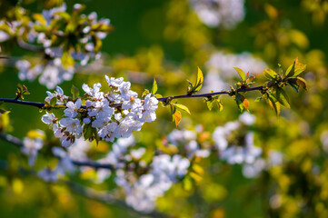a Branch with white cherry blossom buds
