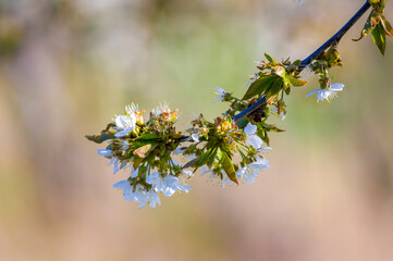 a Branch with white cherry blossom buds
