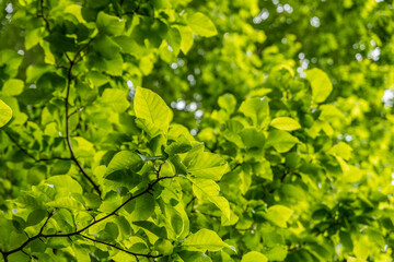 Fototapeta na wymiar Natural green leaves for background