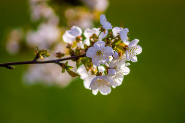 a Branch with white cherry blossom buds