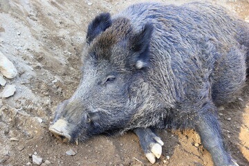 Schweinepest - Wildschwein liegt am Boden