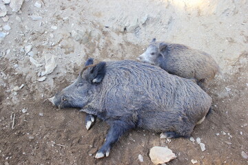 Wildschweine im Schlamm