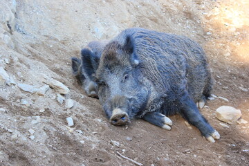 Zwei Wildschweine