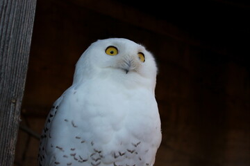 Portrait einer Schnee-Eule