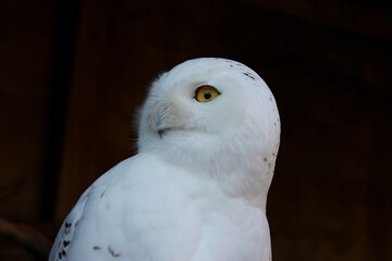 Schnee-Eule