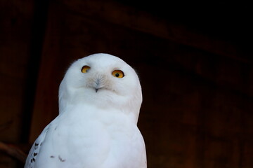 Blick auf den Kopf einer Schnee-Eule