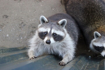 Waschbär bei der Fütterung