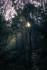 Fototapeta premium Wald Morgenlicht Nebel Dunst