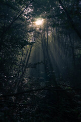 Fototapeta premium Wald Dunst