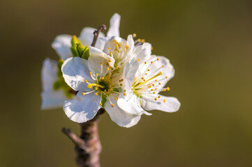 a Branch with white cherry blossom buds