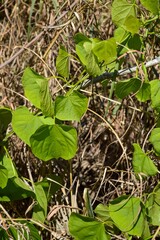 green ivy leaf in nature garden