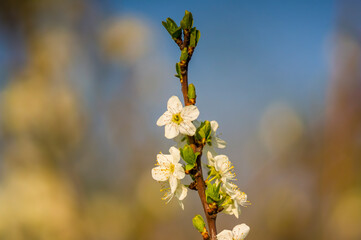 a Branch with white cherry blossom buds