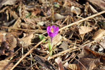 Blühender Krokus