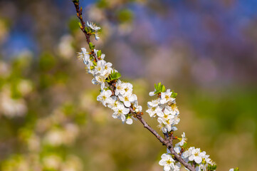 a Branch with white cherry blossom buds