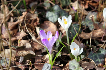 Bl&uuml;hende Krokusse im Fr&uuml;hling