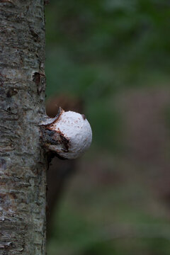 White fungus, Powderpuff bracket, Postia ptychogaster, breaking through the bark of a dead tree 