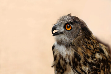 The European owl sits and looks ahead