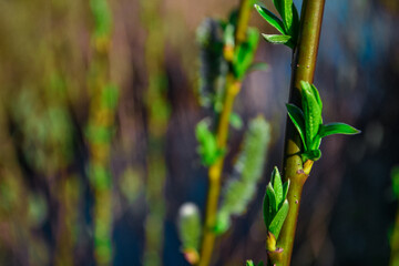 fluffy green branches of pussy willow with buds on the background of a blue river in the light of the sun, spring