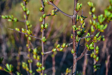 brown branches of a bush plant with buds green sprouts with leaves and long sharp thorns against the background of spring nature in light of sun