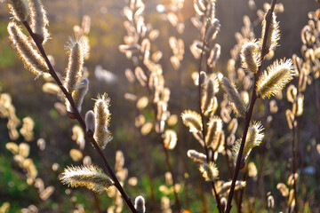 fluffy willow branches with buds on the background of spring nature in the light of the sunset sun