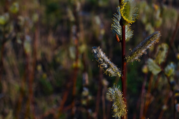 buds fluffy willow branches on the background of spring nature in the light of sunset sun