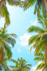 Blue sky framed by palm leaves. Travel and tourism to tropical countries. Rest in Asia.