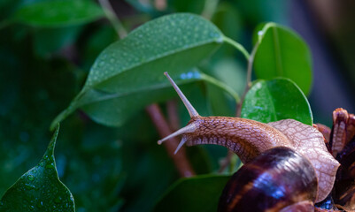 Large snail on a tree branch. Burgudian, grape or Roman edible snail from the Helicidae family. Air-breathing gastropods.