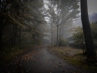 Fototapeta premium morning in the forest