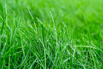 green succulent grass with dew drops