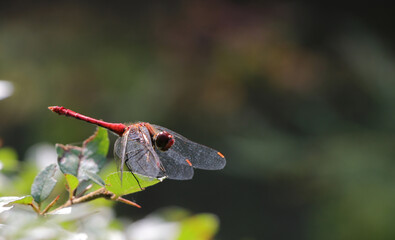 Close-up of a dragonfly on a bush