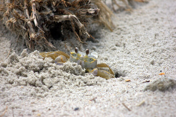 Crab in the sand