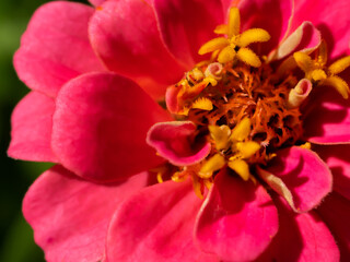 Fototapeta premium Pink Zinnia Petals Close Up