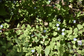 green leaves background