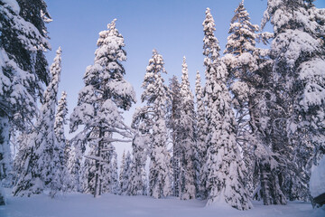 Tall spruce with branches covered with ice and white snow in winter season, northern nature environment in Finland national park in Riisitunturi