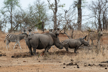 Fototapeta na wymiar Rhinocéros blanc, femelle et jeune, white rhino, Ceratotherium simum, Parc national Kruger, Afrique du Sud