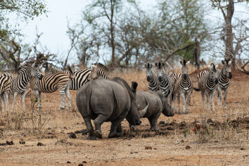 Fototapeta na wymiar Rhinocéros blanc, femelle et jeune, white rhino, Ceratotherium simum, Parc national Kruger, Afrique du Sud